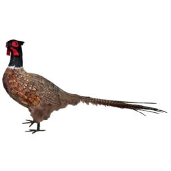 39" Red And Brown Vintage Pheasant Display Statue