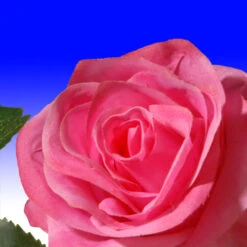 Christmas Central 72” Flower Decorated Artificial Garland -Christmas Decoration Store dnat ras 452301a 1 3 31409.1631812637