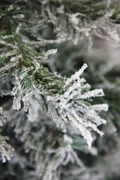 7' Unlit Slim Frosted And Glittered Woodland Alpine Artificial Christmas Tree -Christmas Decoration Store duwcgc49oyym23jdvmw4hotx2rgjoz1d 26942.1588349968