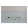 Northlight Fiber Optic Lighted Mama Polar Bear And Cubs Canvas Wall Art 23.5" X 15.5" -Christmas Decoration Store ly1bsqziztepnn8kjftn7flxjhut4bjd 91415.1665580035