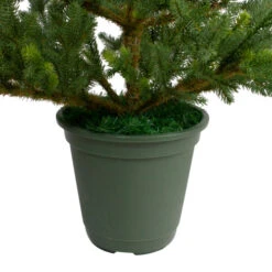 Northlight 6' Potted Noble Pine Slim Artificial Christmas Tree - Unlit 11 Northlight 6' Potted Noble Pine Slim Artificial Christmas Tree - Unlit -Christmas Decoration Store northlight v27377 3 05838.1665611932